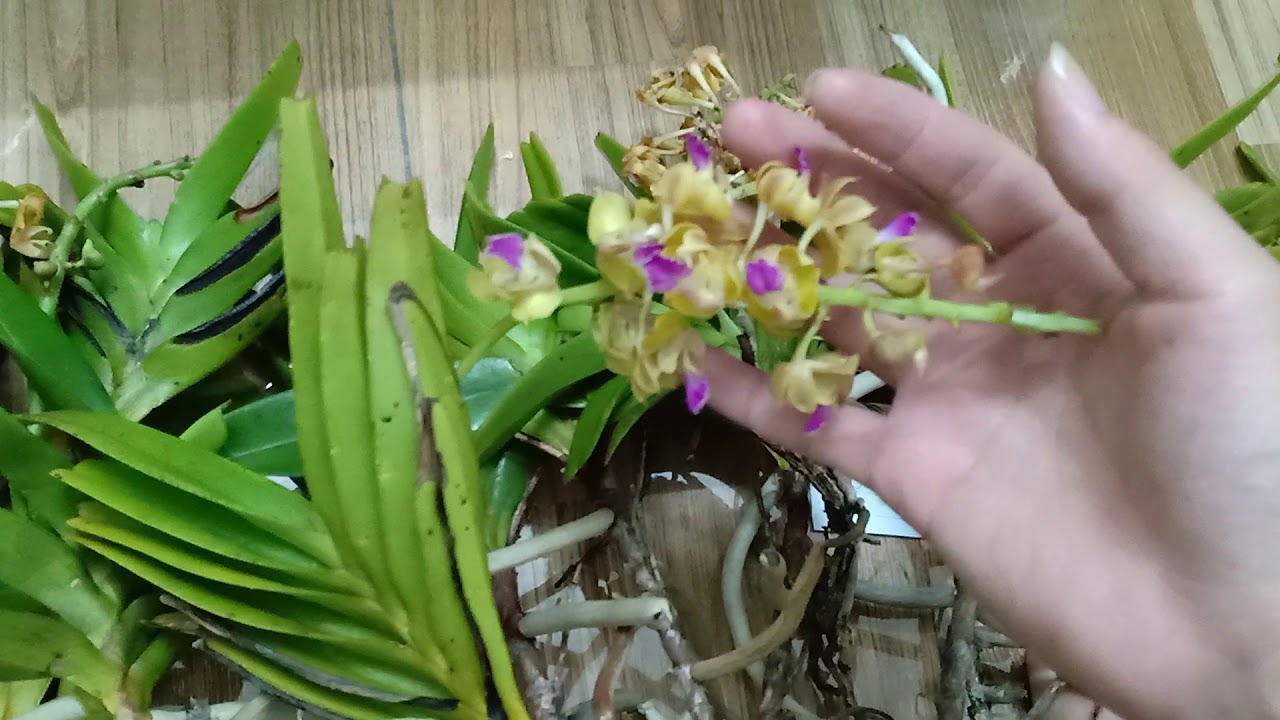 lan hoàng nhạn, hoa đẹp nhiều màu