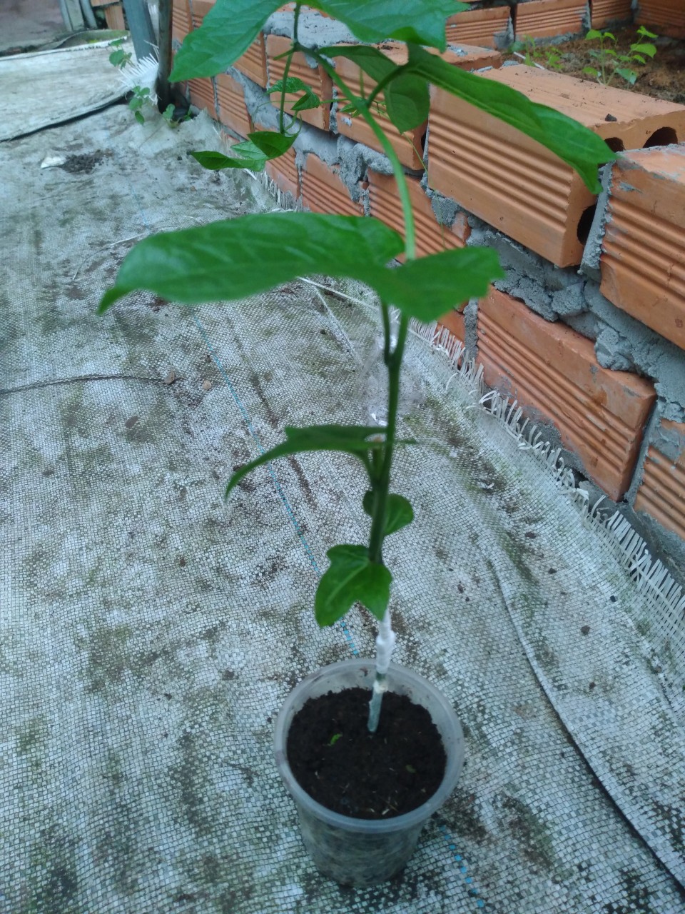 COM BO 5 CÂY GIỐNG GẤC LAI GHÉP