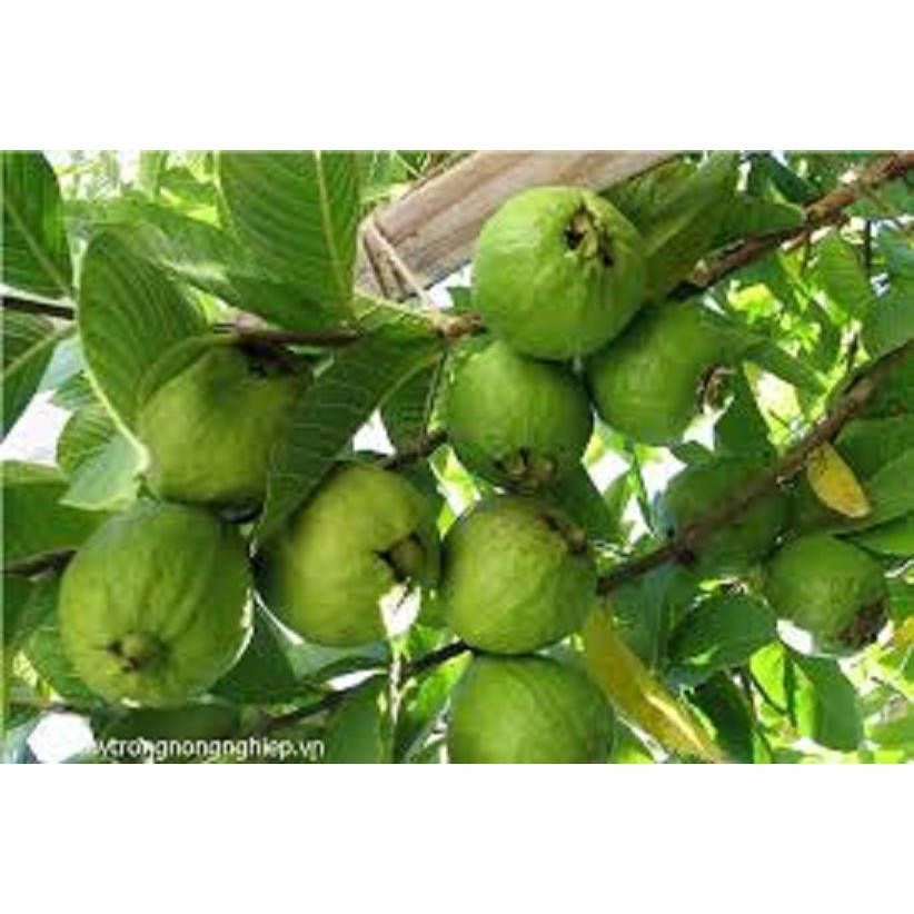 CÂY GIỐNG ỔI TỨ QUÝ (ỔI GĂNG, ỔI ĐÔNG DƯ) SIÊU NGON SIÊU QUẢ