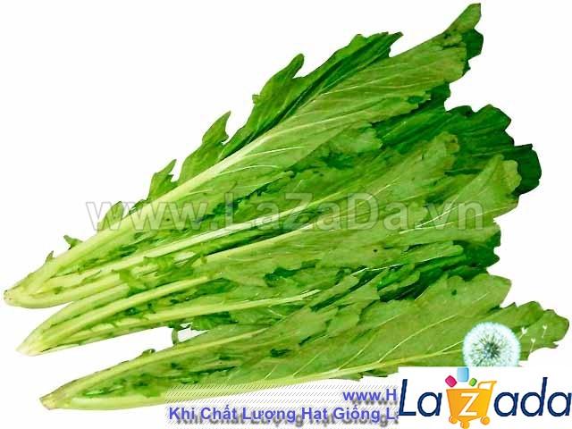 10Gr Hạt Giống Cải Mèo (A3.203| G3*W55*M031)