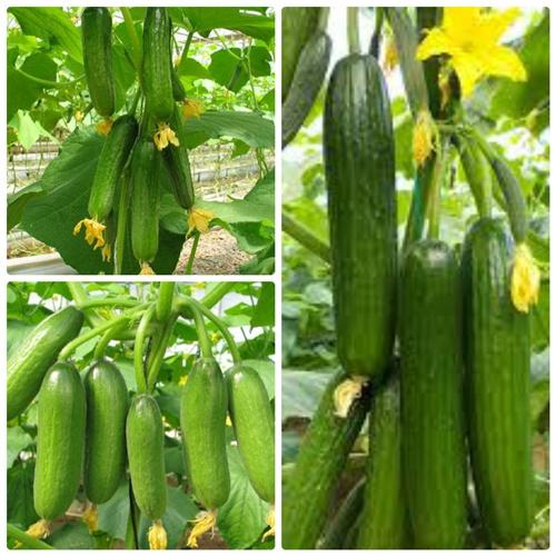 Bộ 2 Túi Hạt Dưa Chuột BaBy - Dưa Chùm. Mỗi Túi 10 Hạt Năng Xuất Cao - Dễ Trồng .