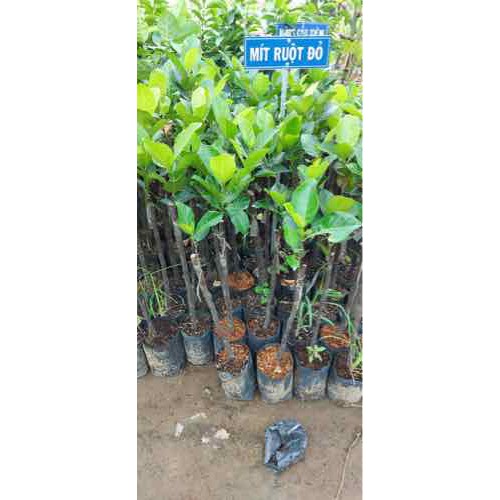 [FREESHIP - Xả Khô Máu] Cây giống mít thước siêu trái