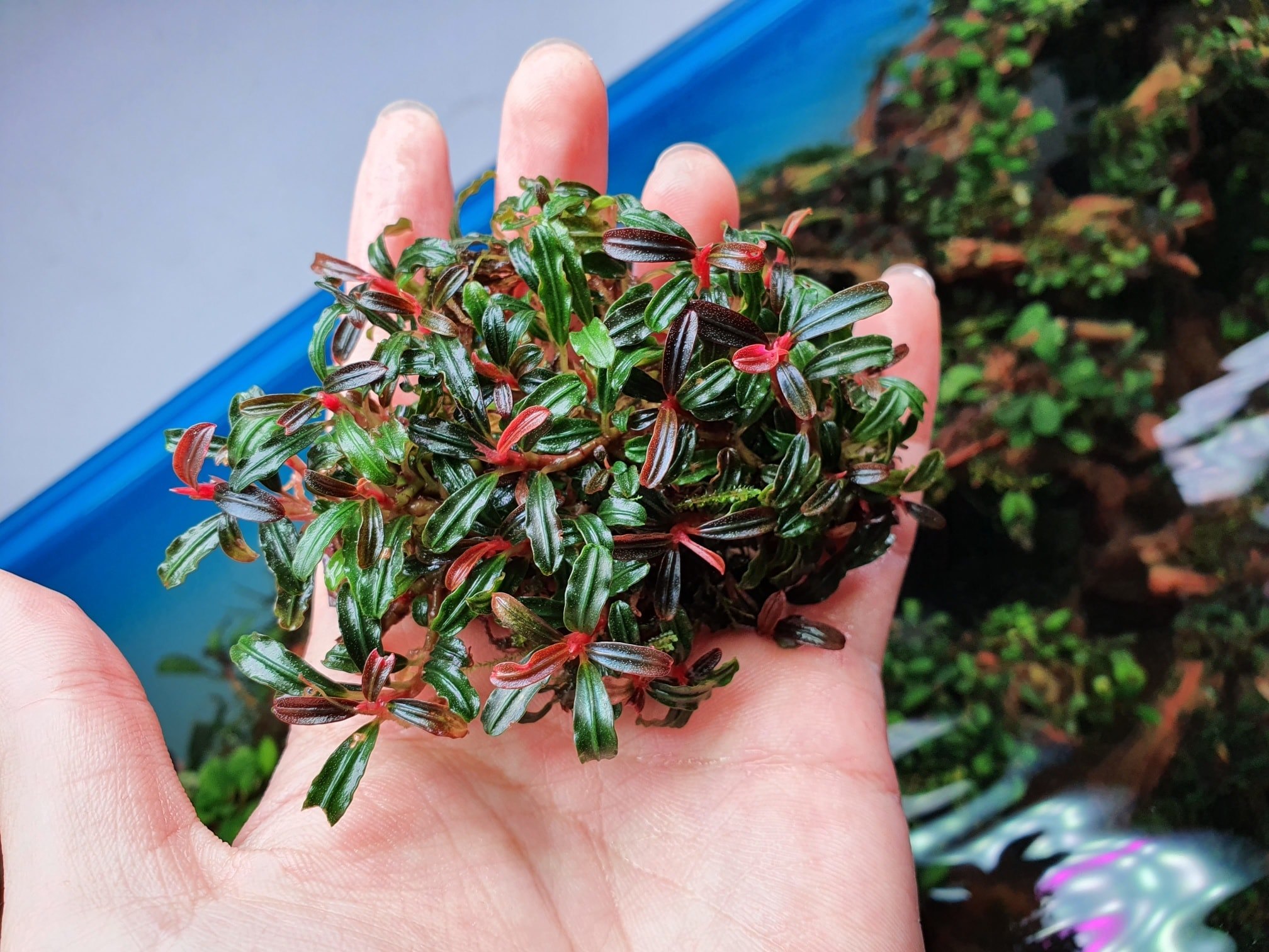 Cây Bucep Phantom, trang trí hồ thủy sinh cực đẹp