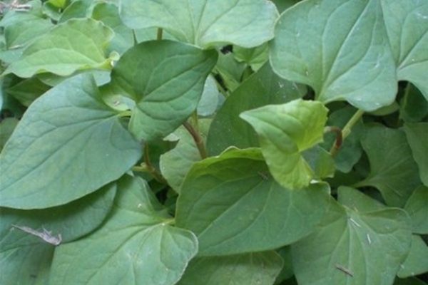 CÂY RAU DIẾP CÁ - BẦU CÂY GIỐNG NHIỀU THÂN