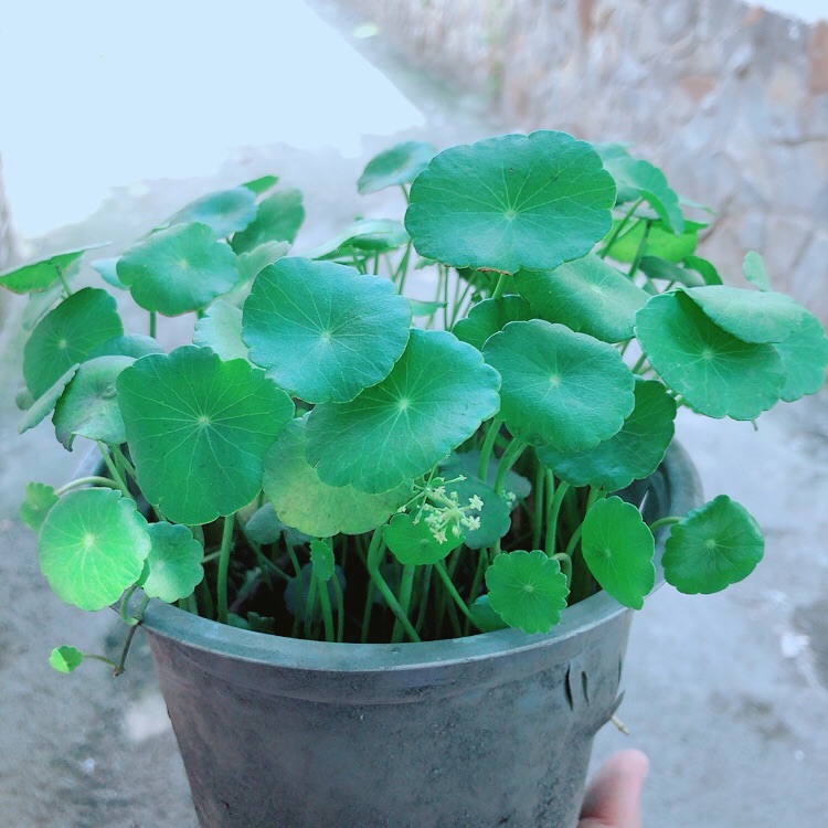 Cỏ đồng tiền