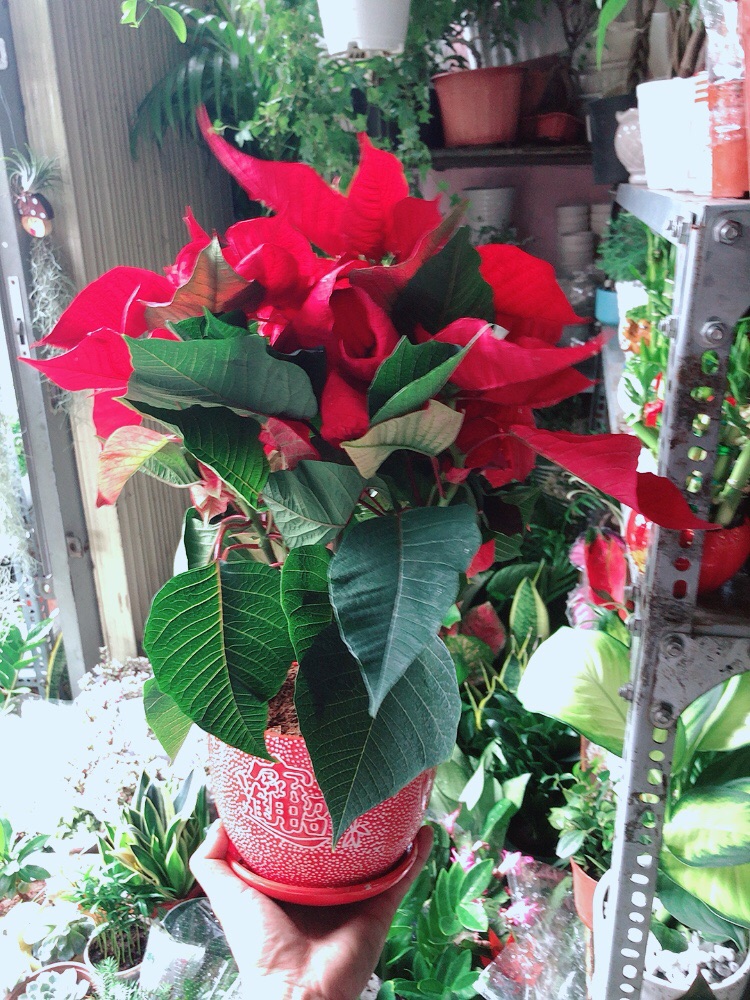 Chậu Cây Trạng Nguyên