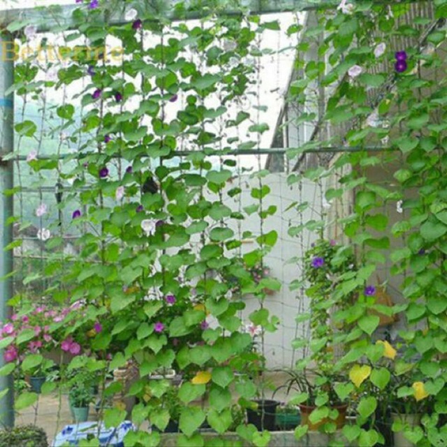 Lưới Leo Giàn Cho Cây Thái Lan Khổ 2M