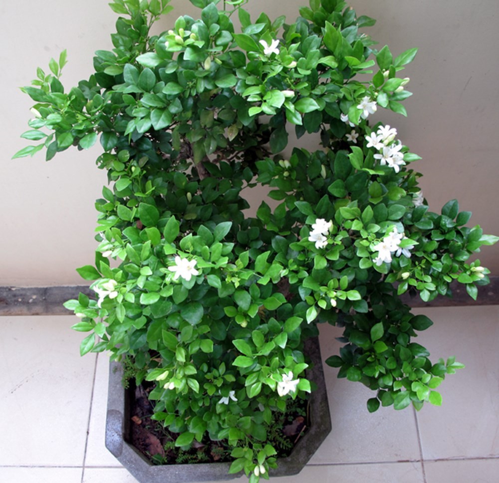 Giống cây nguyêt quế