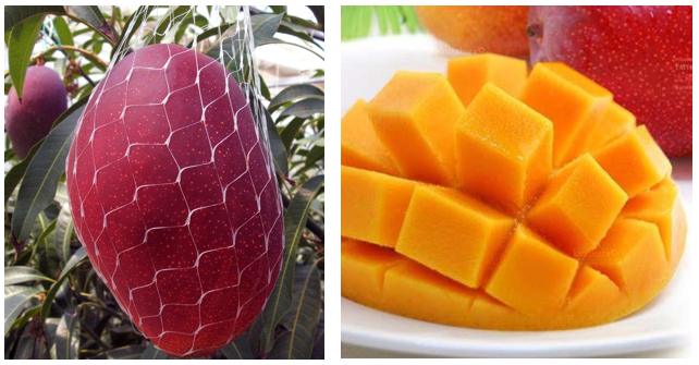 Giống Cây Xoài Đỏ Mặt Trời