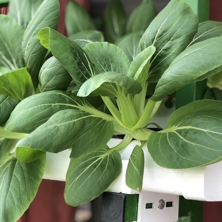Cải thìa 77 (20g)