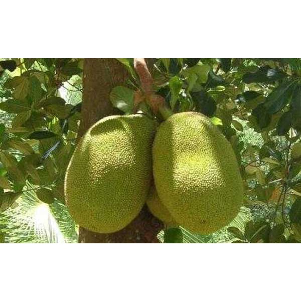 Cây Giống mít nghệ (cây giống bảo hành )