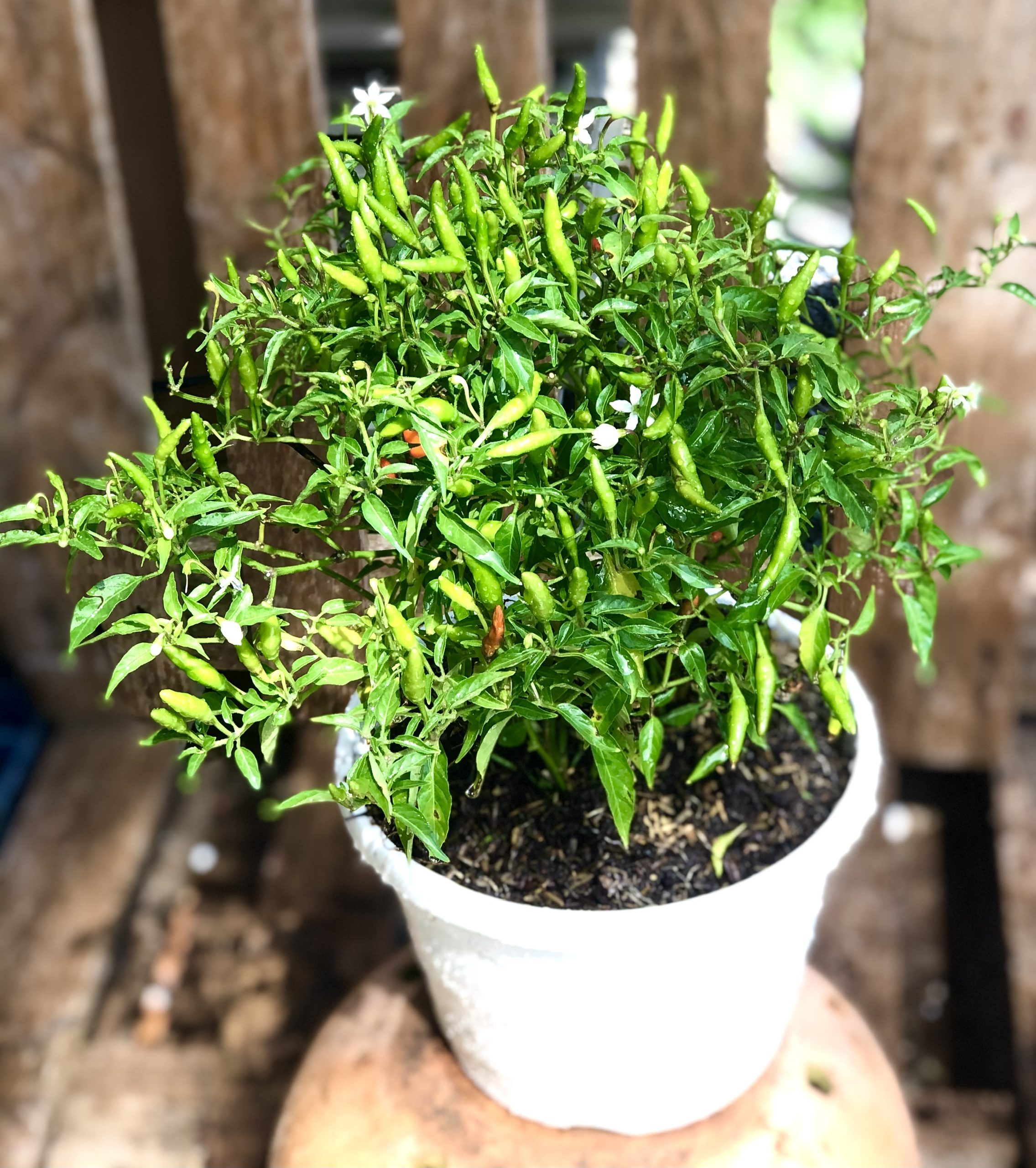 Chậu cây ớt Chỉ Thiên