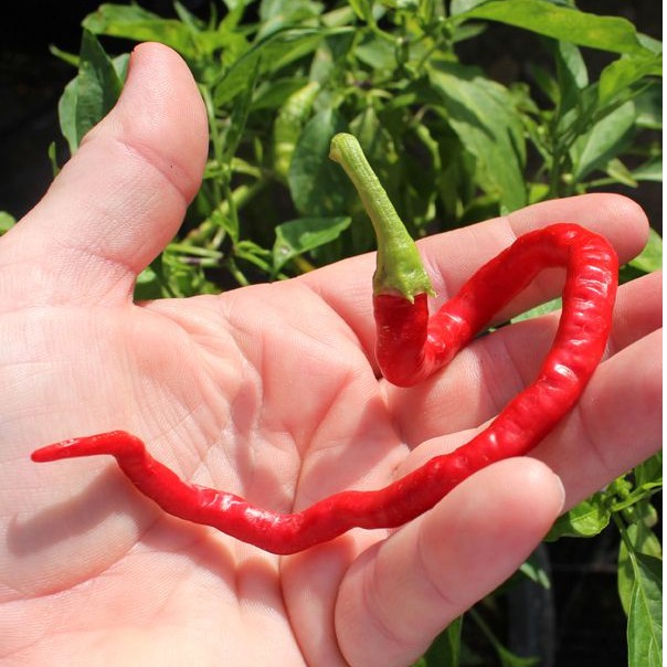 [ Siêu Hạt Giống ] (200-300 hạt) Hạt giống ớt tóc dài hair pepper chilli)