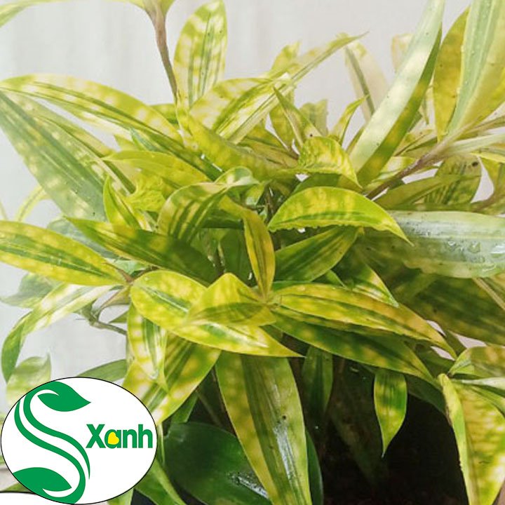Cây Trúc Nhật Vàng Phong Thủy