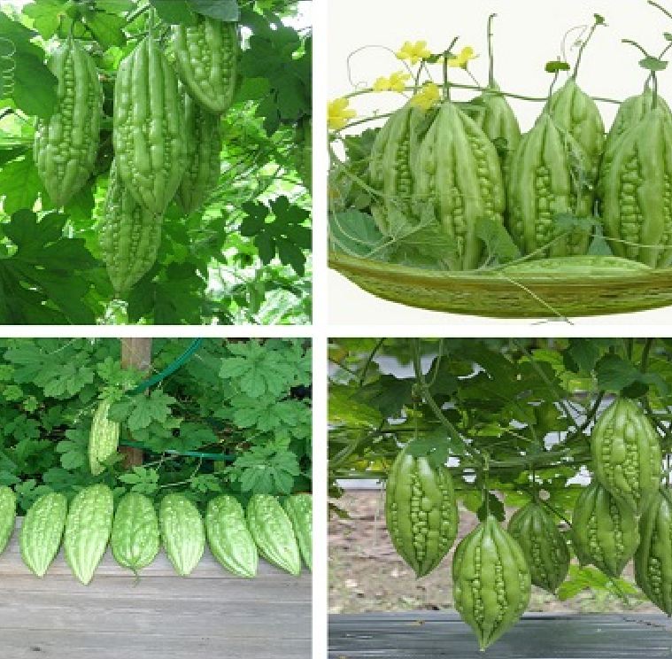 Hạt giống khổ qua mỡ ta - ( Mướp đắng mỡ )-  1 gói 10 hạt