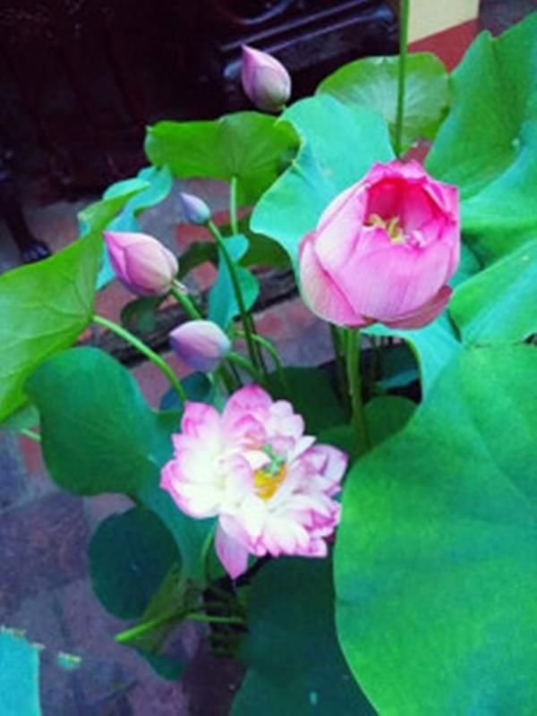 Hạt giống hoa Sen Cung Đình