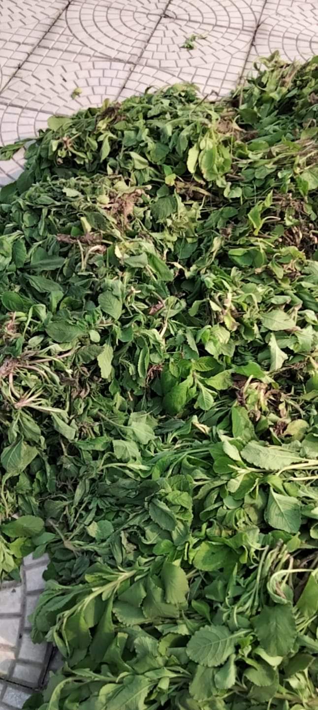 (Dược liệu khô) Cây Cải trời (còn có tên Kim đầu te) phơi khô 500g