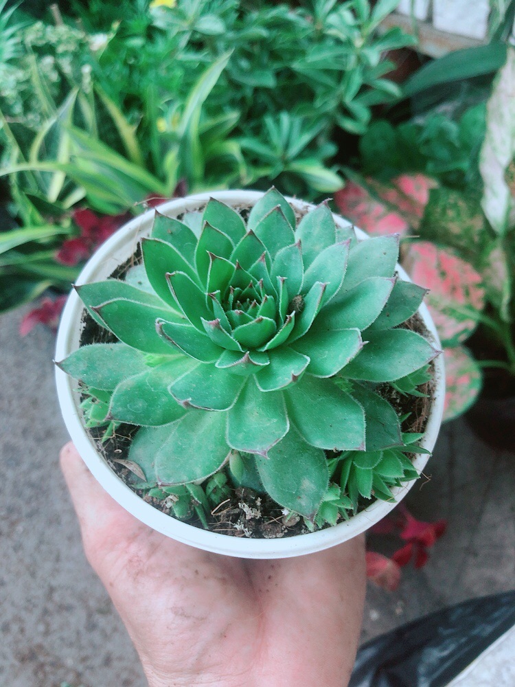 Sen Đá Phật Bà