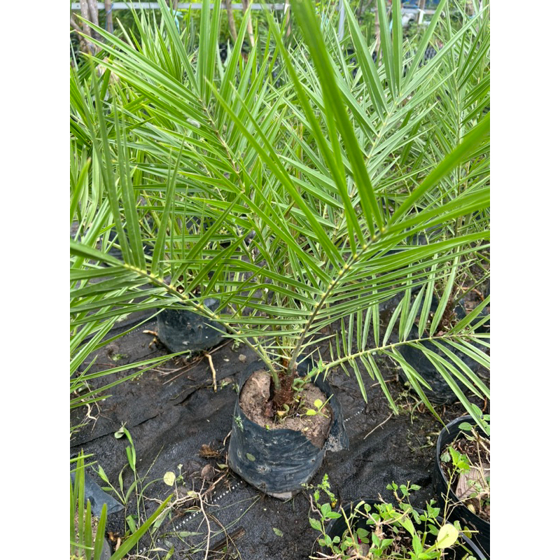 Cây chà là cao 40-45cm - hàng có sẵn