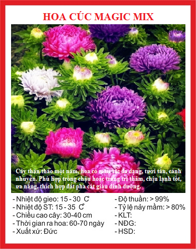 Hạt giống Hoa Cúc Magic Mix  màu- Gói 50 hạt