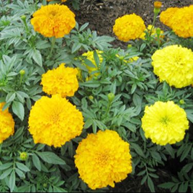 American Marigold Seeds - Pack of 200 Seeds