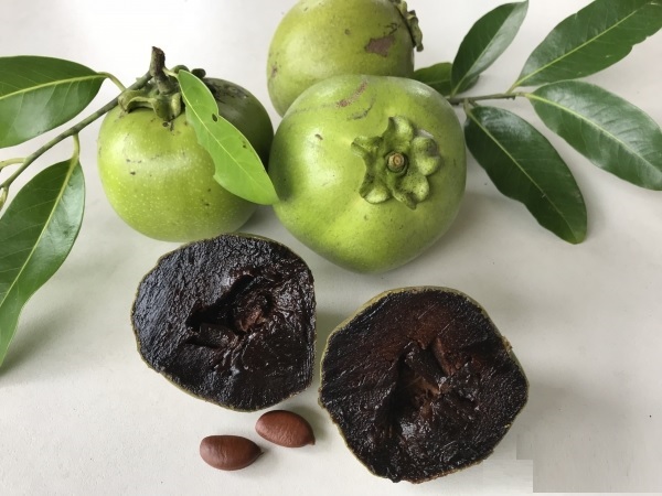 Hạt giống cây hồng socola - gói 3 hạt