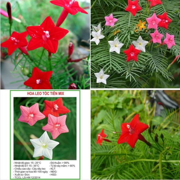 Combo 3 gói hạt giống dây leo hoa Sao (hoa Tóc Tiên) ( TẶNG gói kích thích hỗ trợ hạt nảy mầm)