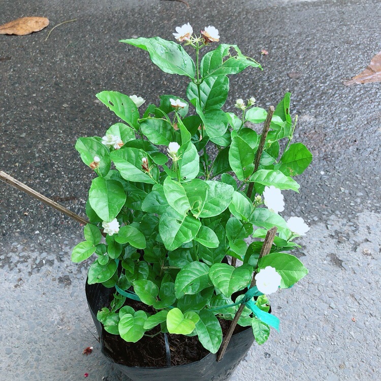 Hoa Nhài Thơm