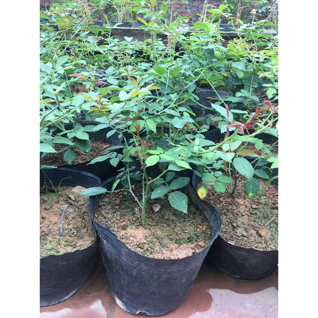 Combo 2 Hoa hồng cổ Huế (Giống hồng quế đỏ thơm hot nhất hiện nay)