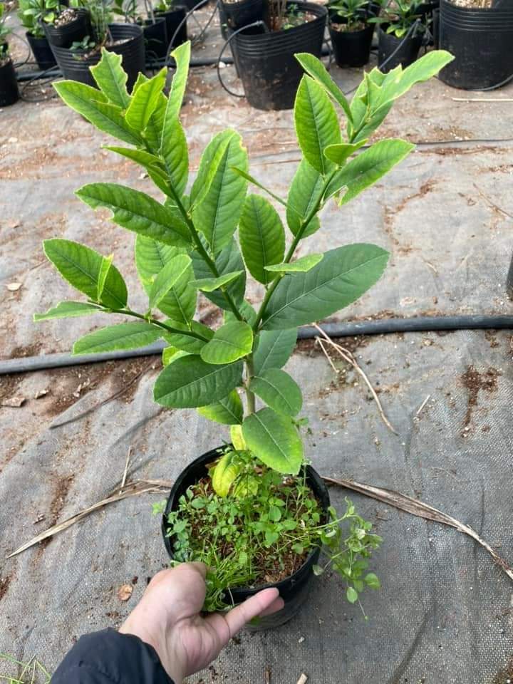 Cây Giống Chanh Vàng Mỹ