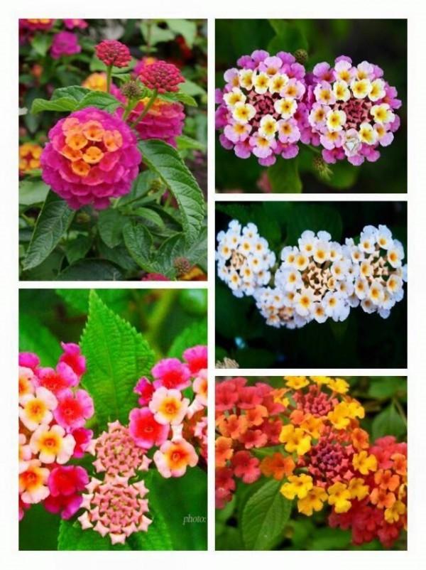 Hạt giống hoa ngũ sắc dễ trồng - gói 50 hạt