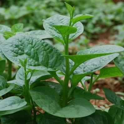 HẠT GIỐNG RAU MỒNG TƠI (20 GRAM)