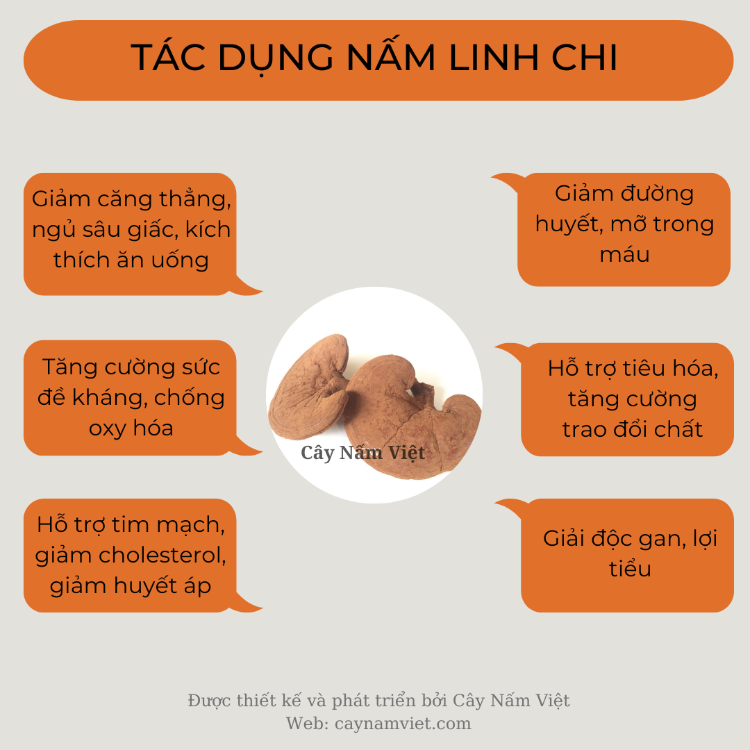 Nấm linh chi đỏ 500g xay bột ( Giống xích chi Việt Nam) CNV