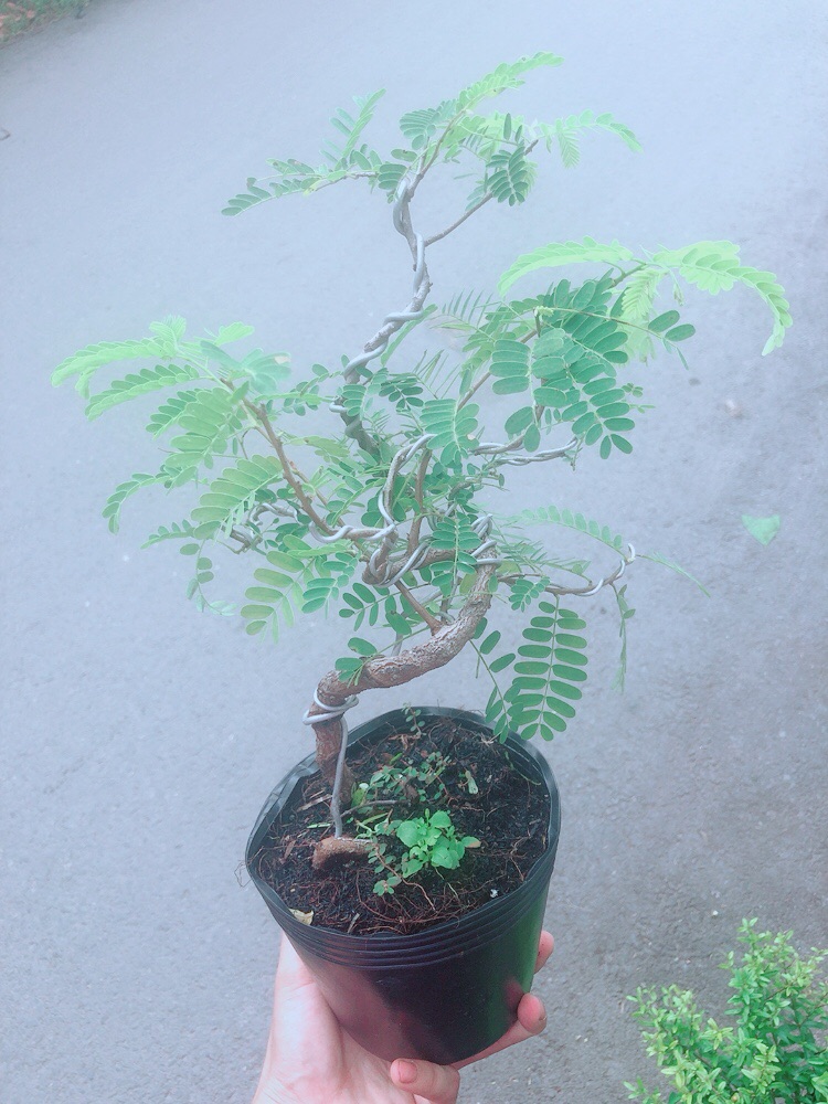 [HCM]Cây Me Bonsai