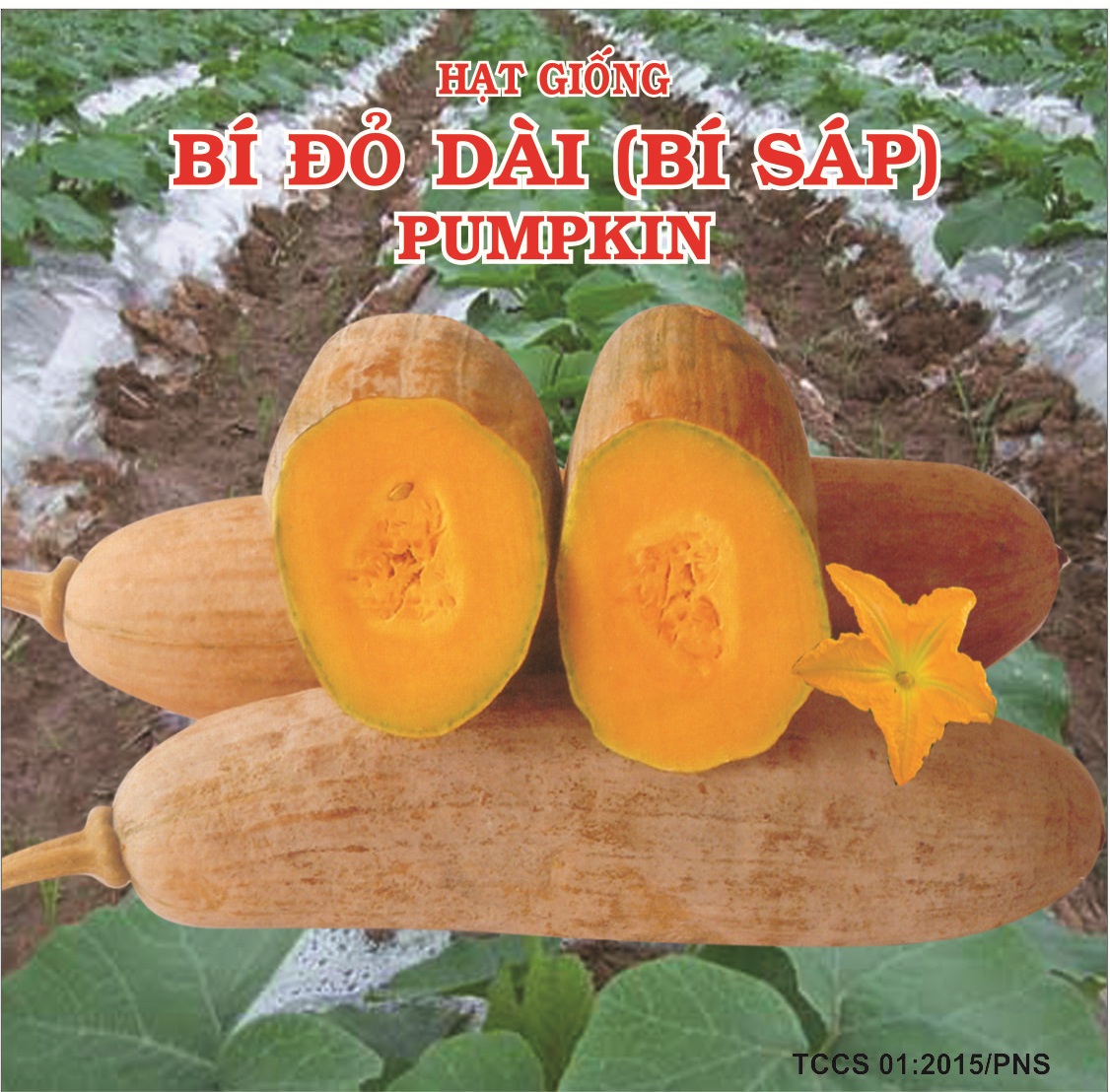 10 Hạt giống bí đỏ dài bí sáp