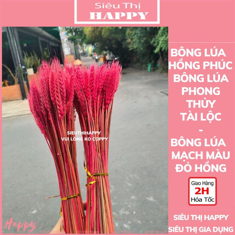 Bó 100 Bông Lúa Mạch Màu Đỏ Hồng - Bông Lúa Hồng Phúc.