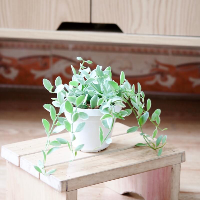 Cây Dischidia oiantha Silver Star - Cây Lan Hạt Dưa (chậu treo hoặc chậu đất nung)