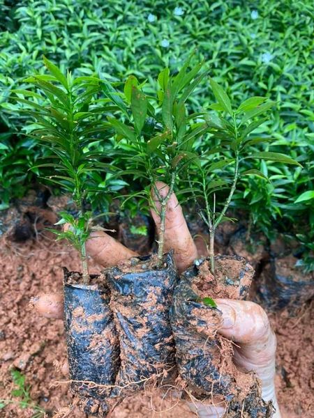 CÂY GIỐNG MAI VẠN PHÚC ( CÂY MAI TIỂU THƯ)
