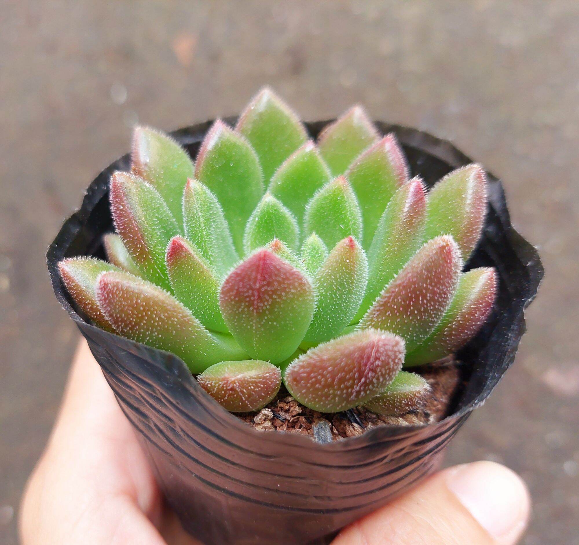 Sen đá NHUNG LÔNG ĐỎ size bầu