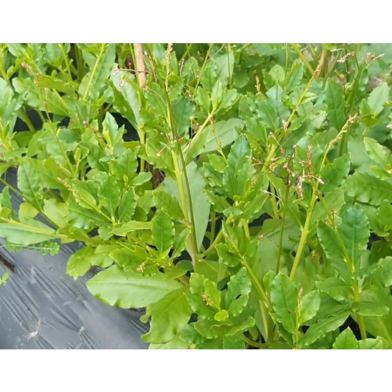 Bầu 2-3 cây giống sâm đất/thổ sâm dễ trồng làm rau, làm thảo