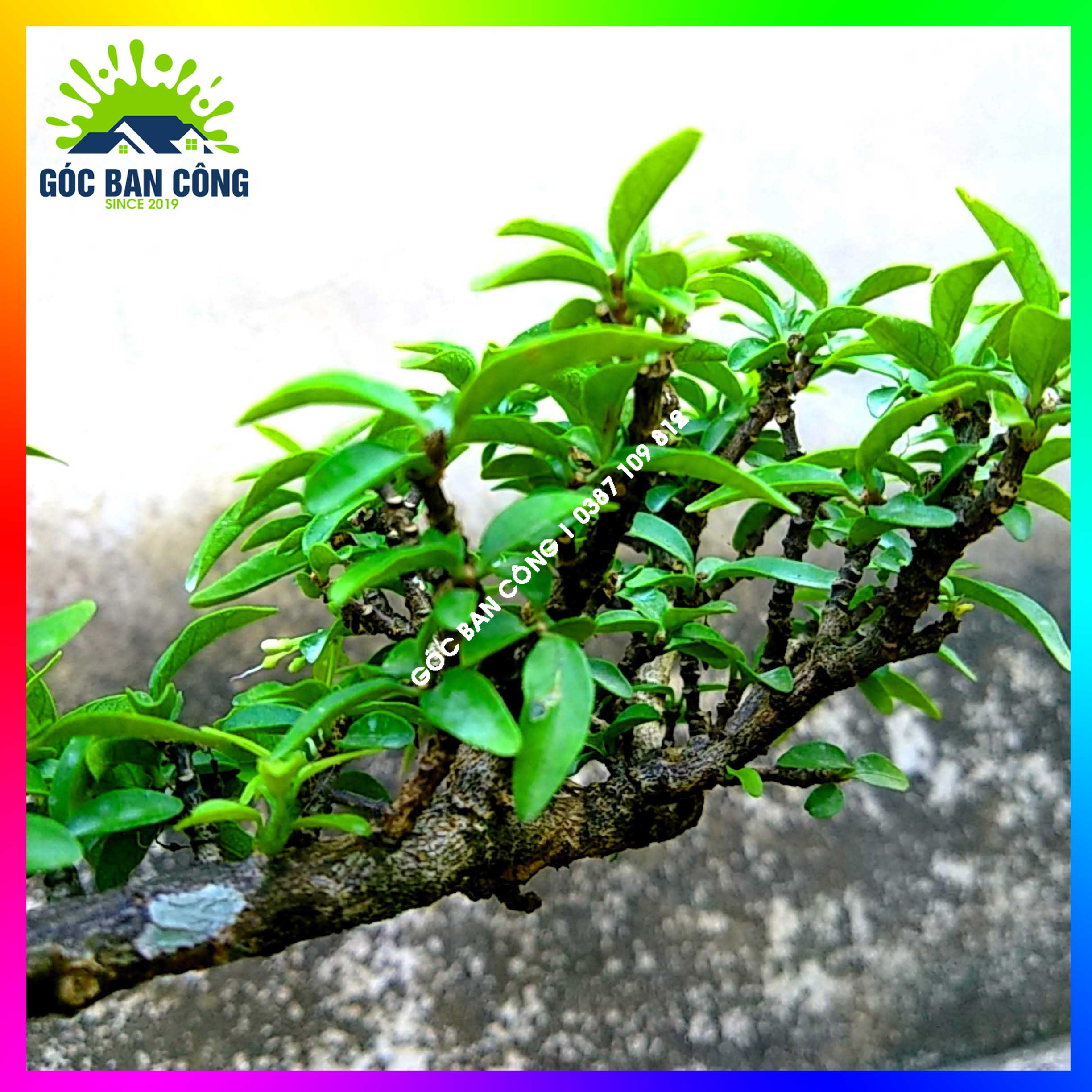 Mai Chiếu Thủy Kim Giòn Bonsai Mini - CTBS04