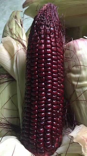 Hạt giống ngô tím ngọt lai F1 - 5 gram.gói