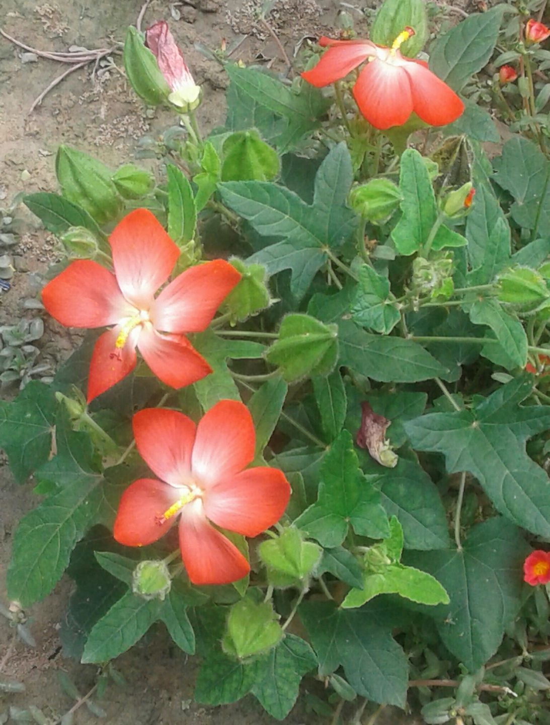 Hạt giống nhân sâm bố-chính - Gói 10 hạt - VTNT