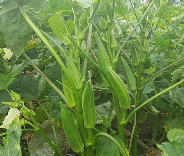 hạt giống đậu bắp - gói 20gr