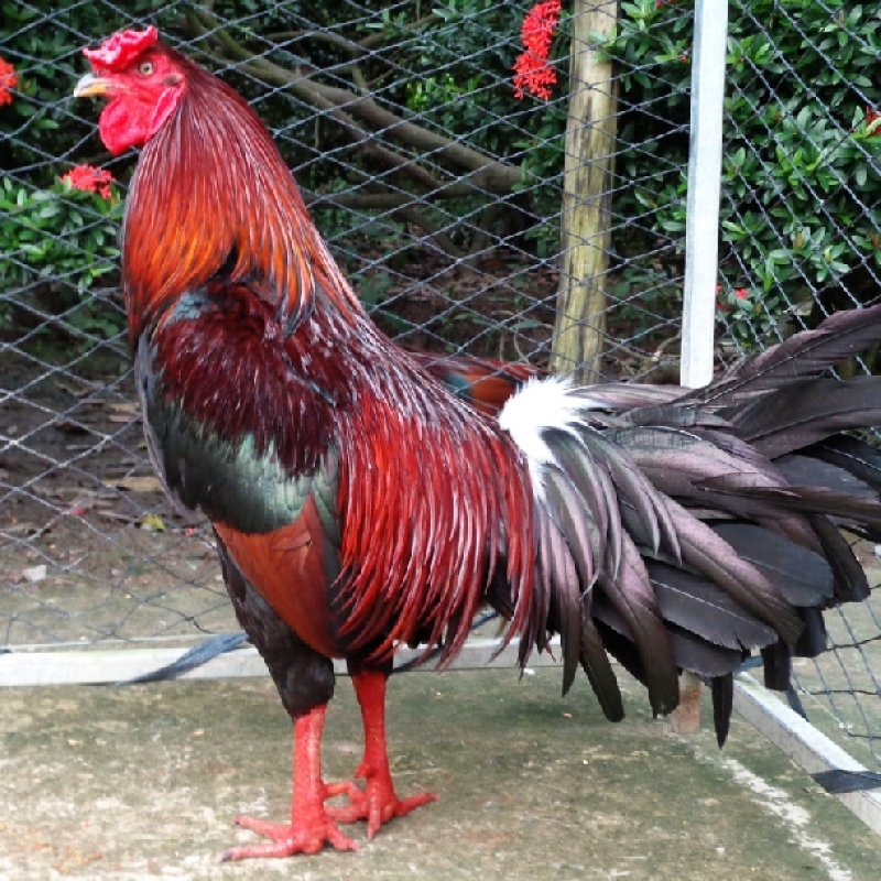 KÍCH LÔNG GÀ VÀ CHIM THÁI LAN