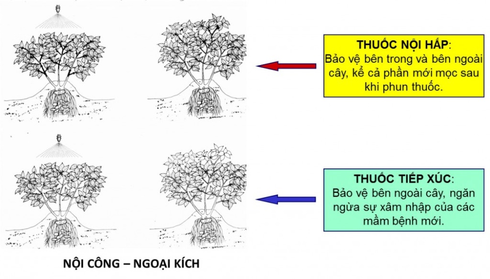 Thuốc trừ bệnh ridomil gold 68wg