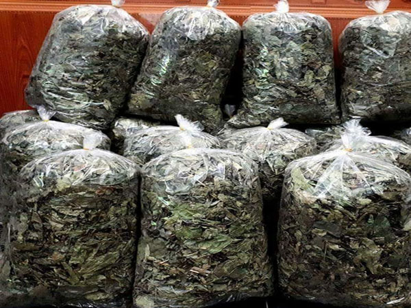 Cây xạ đen phơi khô 1 ký