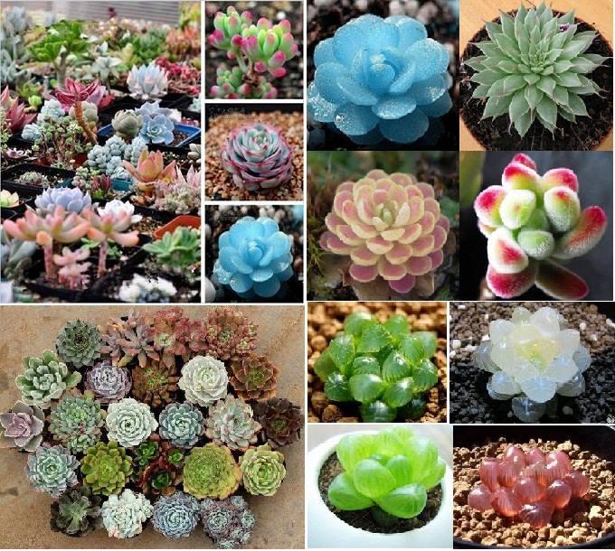 Hạt giống sen đá mix ( 1 gói 200 hạt )