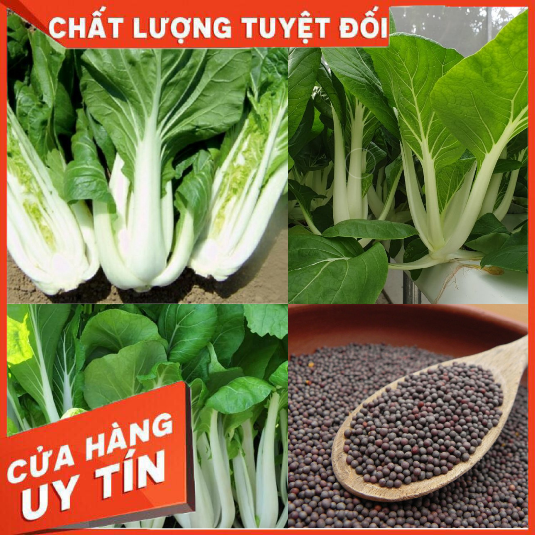 20GR_HẠT GIỐNG CẢI BẸ TRẮNG