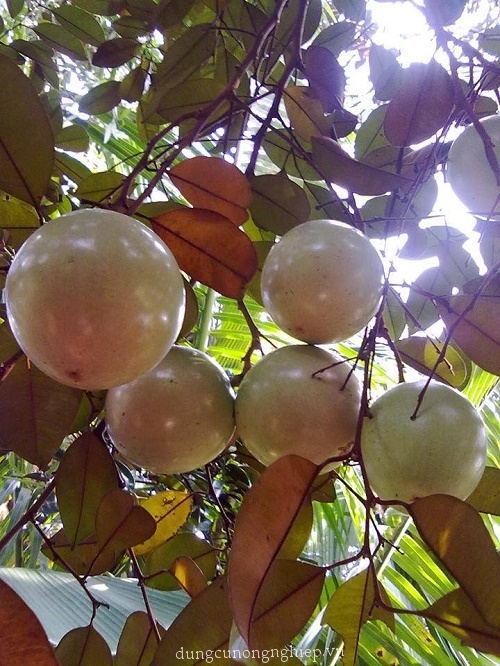 Cây vú sã tím cây chuẩn giống